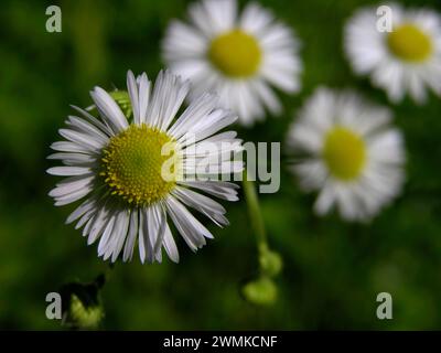 Daisy Fleabane (Erigeron annuus), fiore selvatico delle Blue Ridge Mountains, Stati Uniti; Carolina del Nord, Stati Uniti d'America Foto Stock