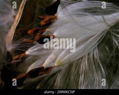 Primo piano del filo interdentale setoso del coma delle alghe lattiere (Asclepias syriaca) su sfondo scuro; Weaverville, North Carolina, Stati Uniti d'America Foto Stock