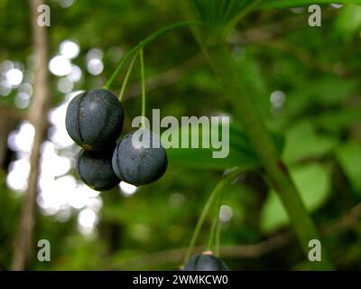 Primo piano delle bacche di foca di Salomone (Polygonatum) appese ai loro steli sulla pianta; Carolina del Nord, Stati Uniti d'America Foto Stock