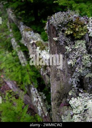 Licheni che crescono da una vecchia recinzione in legno Foto Stock