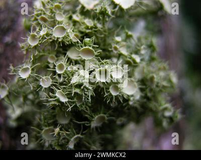 Primo piano di licheni che crescono dal legno Foto Stock