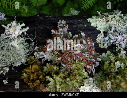 Muschio e licheni che crescono dal legno Foto Stock