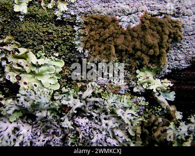 Muschio e licheni che crescono dal legno Foto Stock