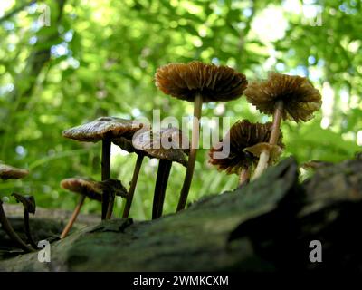 Funghi che crescono da un tronco in putrefazione Foto Stock