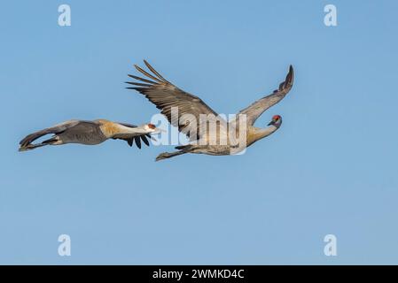 Due oche in volo in un cielo azzurro, la prima oca che guarda dietro la sua spalla; Alaska, Stati Uniti d'America Foto Stock