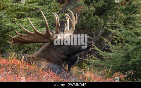 Ritratto di un alce toro (Alces alces) con palchi; Alaska, Stati Uniti d'America Foto Stock