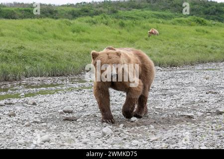 Orso bruno (Ursus arctos) che cammina su un terreno roccioso verso la telecamera con un altro foraggio nell'erba sullo sfondo Foto Stock