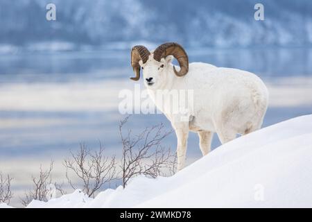 Pecora dall (Ovis dalli) montone sulla neve; Alaska, Stati Uniti d'America Foto Stock