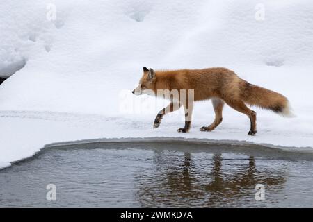 La volpe rossa (Vulpes vulpes) si muove attraverso la neve in una scena boschiva con l'acqua aperta alle sue spalle; Alaska, Stati Uniti d'America Foto Stock