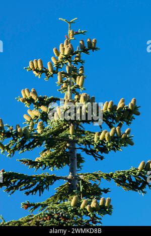 Fir con coni da alta cresta Trail, Table Rock deserto, Salem District Bureau of Land Management, Oregon Foto Stock