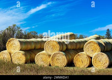 File di grandi balle di fieno rotonde impilate in un mucchio di nuvole e cielo azzurro, a est di Calgary, Alberta; Alberta, Canada Foto Stock