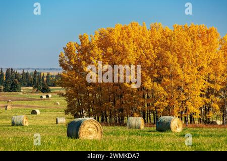 Alberi colorati di colore autunnale con grandi balle di fieno rotonde in un campo verde con la calda luce dell'alba e del cielo blu, ad ovest di Calgary, Alberta Foto Stock