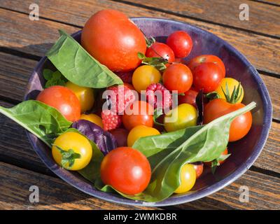 Ciotola con pomodori ciliegini rossi e gialli, lamponi e insalata mista di foglie su un tavolo di legno al sole; Londra, Inghilterra Foto Stock