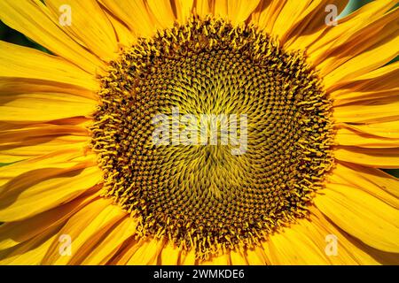 Primo piano estremo di un grande girasole; Calgary, Alberta, Canada Foto Stock
