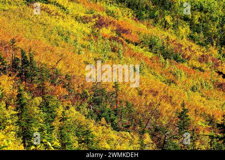 I vivaci colori autunnali creano un pendio di montagna nel Waterton Lakes National Park; Waterton, Alberta, Canada Foto Stock