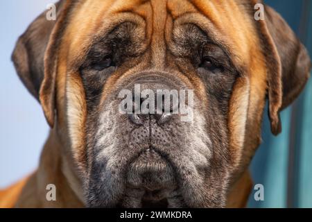 Ritratto ravvicinato della testa di un cane Foto Stock