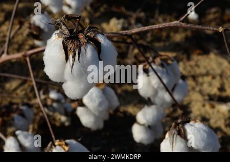 Primo piano di una pianta di cotone (Gossypium) con tette bianche illuminate dal sole vicino a Juliette; Georgia, Stati Uniti d'America Foto Stock