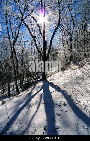 Sunburst getta l'ombra di un albero sulla neve Foto Stock