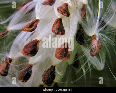 Primo piano del filo interdentale setoso del coma delle alghe lattiere (Asclepias syriaca) e dei semi; Carolina del Nord, Stati Uniti d'America Foto Stock