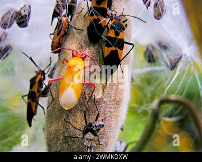 Insetti su un pode di semi di alghe lattiere Foto Stock