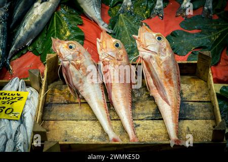 Pesce fresco in esposizione in vendita in un mercato del pesce a Beyoglu, Istanbul;, Istanbul, Turchia Foto Stock