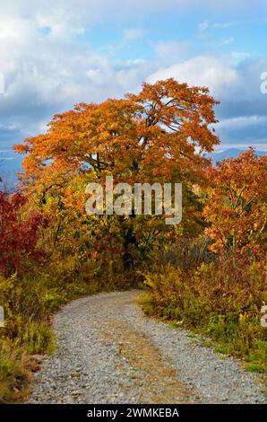 La strada di campagna conduce agli alberi tinged autunnali; Carolina del Nord, Stati Uniti d'America Foto Stock