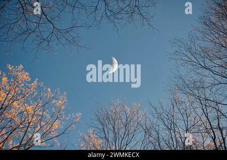 Luna di Mezzaluna vista tra i rami di alberi con punte di ghiaccio; Fairview, Carolina del Nord, Stati Uniti d'America Foto Stock