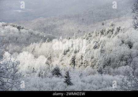 Rime Ice copre gli alberi in questa scena di montagna Foto Stock