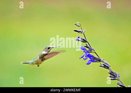 La femmina di colibrì dalla gola rubina (Archilochus colubris) si libra vicino a una fioritura di salvia nera e blu Foto Stock