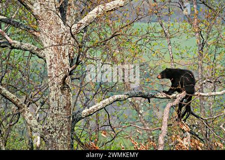 L'orso nero americano (Ursus americanus) si trova su un'intersezione di alti arti decidui all'inizio della primavera Foto Stock