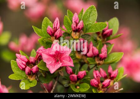 Weston Hybrid azalee 'Pink Clusters' (Ericaceae) in un giardino botanico; Bronx, New York Stati Uniti d'America Foto Stock