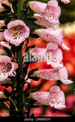 Primo piano di Foxglove rosa (digitalis) in fiore; Bronx, New York, Stati Uniti d'America Foto Stock