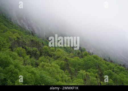 Vista della nebbia costiera su una scogliera di montagna con una foresta mista ricoperta di alberi; Terranova e Labrador, Canada Foto Stock