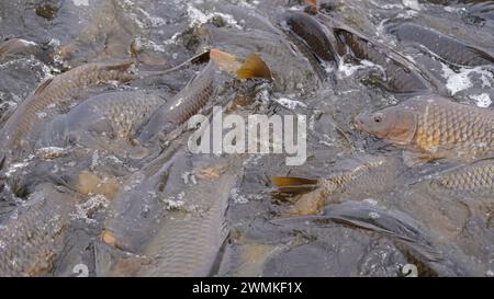 Carpa che riproduce sulla superficie dell'acqua Foto Stock