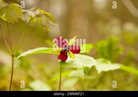 trillio rosso (Trillium erectum) in fiore Foto Stock