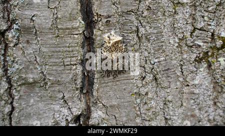 Caterpillars spugnose emergenti (Lymantria dispar) Foto Stock