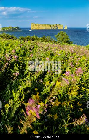 Fiori selvatici in fiore lungo una scogliera sul mare; Perce Rock, penisola di Gaspe, Quebec, Canada Foto Stock