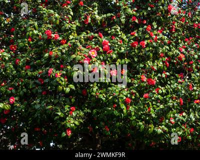 Cespuglio di camelia in caduta. Albero di Camellia. La stagione dei fiori. Inverno nel sud. Fiori rosa su un albero. Sfondo Foto Stock