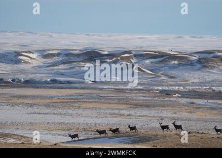 Branco di cervi muli (Odocoileus hemionus) sul paesaggio innevato del Parco Nazionale di Grasslands; Saskatchewan, Canada Foto Stock