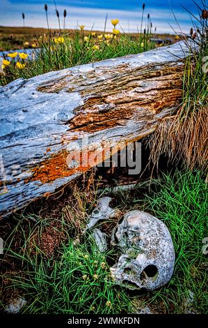 Cranio umano e altre ossa trovati sotto un tronco morto sulla tundra che si scioglie da case e barche affondate abbandonate in quello che si ritiene essere un ... fallito Foto Stock