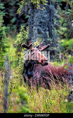 Ritratto di un alce maschio (Alces alces gigas) in piedi tra le alte erbe che si forgiano tra i boschi vicino ad Anchorage; Alaska, Stati Uniti d'America Foto Stock