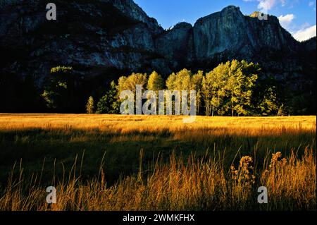Il sole del tardo giorno illumina un prato nel Parco Nazionale di Yosemite. I ghiacciai hanno scolpito le montagne della Sierra Nevada e creato pareti che incorniciano una valle pianeggiante flo... Foto Stock
