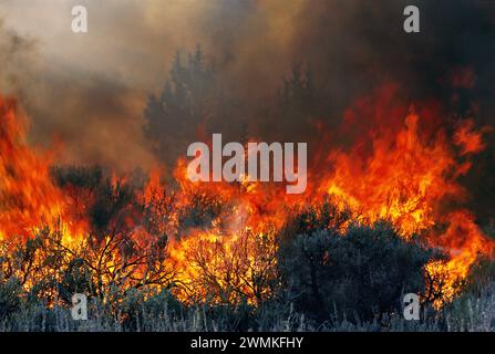 Il fuoco accende la spazzola di salvia asciutta e i ginepri mentre le ustioni prescritte si intensificano. Le ustioni controllate sono iniziate nel tentativo di gestire la minaccia della selvaggia... Foto Stock