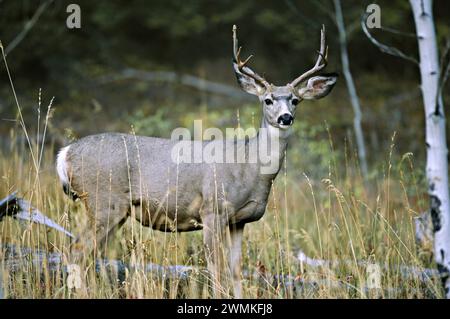 Grandi cervi dalla coda bianca (Odocoileus virginianus) si fermano ai margini di una foresta, allontanandosi dalla minaccia di un incendio selvatico in avvicinamento Foto Stock