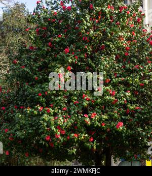 Cespuglio di camelia in caduta. Albero di Camellia. La stagione dei fiori. Inverno nel sud. Fiori rosa su un albero. Sfondo Foto Stock