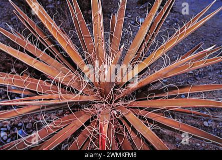 Primo piano di una pianta di buccata Yucca che cresce nel deserto dell'Arizona con fibre rigide utilizzate nelle colture native per ago e filo Foto Stock