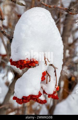 Primo piano di bacche di cenere di montagna (Sorbus) ricoperte di neve; Calgary, Alberta, Canada Foto Stock