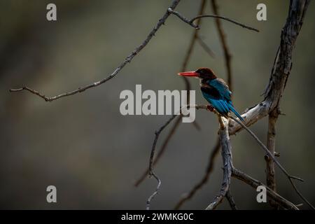 Ritratto di un kingfisher dalla gola bianca (Halcyon smyrnensis) di profilo, arroccato su un albero morto; Madhya Pradesh, India Foto Stock
