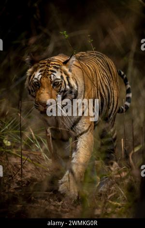 Ritratto di una tigre del Bengala (Panthera tigris tigris) che cammina attraverso l'erba nella foresta verso la macchina fotografica; Madhya Pradesh, India Foto Stock