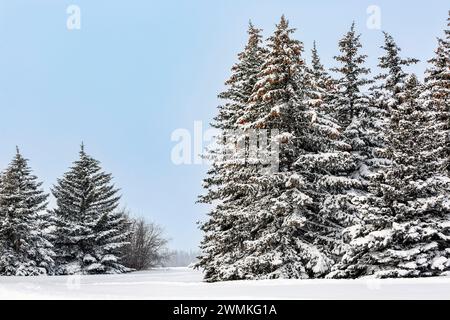 Un paio di gruppi di alberi sempreverdi innevati in un campo innevato contro un cielo limpido e blu; Calgary, Alberta, Canada Foto Stock
